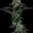 Patient Image of Superseed CK CTY T28 Cake City Medical Cannabis