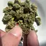 Patient Image of Noidecs MVA T20:C4 Kosher Kush Medical Cannabis