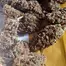 Patient Image of Mystery Mountain™ STN LHZ T29 Seatown Lemon Haze Medical Cannabis