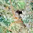Patient Image of Therismos T20 Gorilla Glue #4 Medical Cannabis