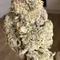 Patient Image of Green Karat CL T26 Crystal Lobster Medical Cannabis
