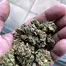 Patient Image of Canopy Growth® AKH T22 Afghan Kush Medical Cannabis