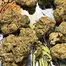 Patient Image of IPS KK T24 King's Kush Medical Cannabis