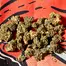 Patient Image of Upstate® BTR T24 Black Triangle Medical Cannabis