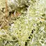Patient Image of Together Pharmacy Cassiopeia T20 Ninja Medical Cannabis