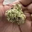 Patient Image of Origine Nature GG T26 Golden Gauth Medical Cannabis