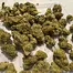 Patient Image of 4C Labs Value KCO T28 Kush Cookies Medical Cannabis
