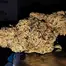 Patient Image of Good Supply Reserve CCC T27 Cherry Cheesecake Medical Cannabis