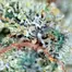 Patient Image of Aurora® PNK T24 Pink Kush Medical Cannabis