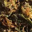 Patient Image of 4C Labs Craft DBK T26 Durban Kush Medical Cannabis
