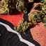 Patient Image of Upstate® BTR T24 Black Triangle Medical Cannabis