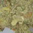 Patient Image of Plantations Cérès MAK T25 Mango K Medical Cannabis