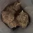 Patient Image of PharmaServ TC T16 Tropicana Cherry Medical Cannabis