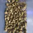 Patient Image of Khiron BM T22 Biscotti Mintz Medical Cannabis