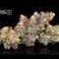 Patient Image of The Plug Medical Group T15 RX-11 Medical Cannabis