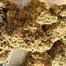 Patient Image of 4C Labs Craft Organic LIS T24 Lucy in the Sky Medical Cannabis