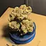 Patient Image of Papers™ AFC T28 Animal Face Cookies Medical Cannabis