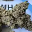 Patient Image of Cookies® C-PS T22 Pomegranate Shake Medical Cannabis