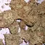 Patient Image of MedCan Isando TS T19 Tokoloshe Sherbet Medical Cannabis