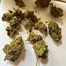 Patient Image of 4C Labs DBG T21 Donny Burger Medical Cannabis