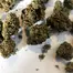 Patient Image of Khiron T19 Gelato #44 Medical Cannabis