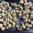 Patient Image of Fotmer Life Sciences T3h T22 Purple Dog Bud Medical Cannabis