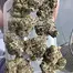 Patient Image of Craft Botanics® WRZ T28 White Runtz Medical Cannabis