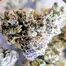 Patient Image of 4C Labs Premium ATD T29 Alaskan Thunder Medical Cannabis