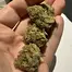 Patient Image of EastCann JR T27 Jelly Rancher Medical Cannabis