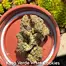 Patient Image of Kasa Verde WCK T29 White Cookies Medical Cannabis
