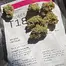 Patient Image of Noidecs T18 Peyote Critical Medical Cannabis