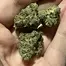 Patient Image of IPS RR T32 Rainbow Runtz Medical Cannabis