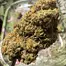 Patient Image of Green Karat PV T30 Pavé S1 Medical Cannabis