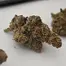 Patient Image of IPS PC T23 Permanent Chimera Medical Cannabis