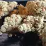 Patient Image of Greyscales GHZ T28 G13 Haze Medical Cannabis