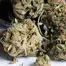 Patient Image of Noidecs T5:C7 Balanced Kush Medical Cannabis