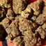 Patient Image of 4C Labs GGU T25 Grandi Guava Medical Cannabis