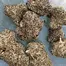 Patient Image of Next Friday BF T24 Blueberry Fuego Medical Cannabis