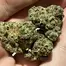 Patient Image of IPS RR T32 Rainbow Runtz Medical Cannabis