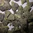Patient Image of Vasco BB Smalls T28 Blueberry Banana Medical Cannabis