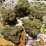 Patient Image of Lot420™ GLOC T28 Gelato Orange Cake Medical Cannabis