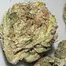 Patient Image of 4C Labs Core PGL T26 Platinum Garlic Medical Cannabis