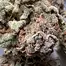 Patient Image of EcoCann Access BLU T17 Original Blueberry Medical Cannabis