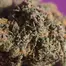 Patient Image of HighGreens AS T27 Atomic Slurricane Medical Cannabis