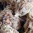 Patient Image of Mamedica® CK-HR T20 London Jealousy Medical Cannabis