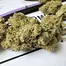 Patient Image of IPS DZ T26 Dirty Zest Medical Cannabis