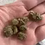 Patient Image of Four GMOS T26 GMO Slapz Medical Cannabis
