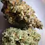 Patient Image of Grow® Pharma FC T22 French Cookies Medical Cannabis