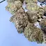 Patient Image of Mamedica® PSL T25 Purple Punch Medical Cannabis
