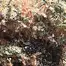 Patient Image of Headstone Cannabis LG T29 Lamb of God Medical Cannabis